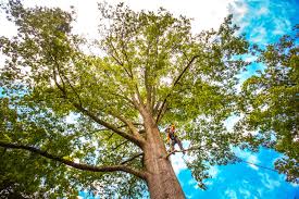 How Our Tree Care Process Works  in  Long Beach, IN